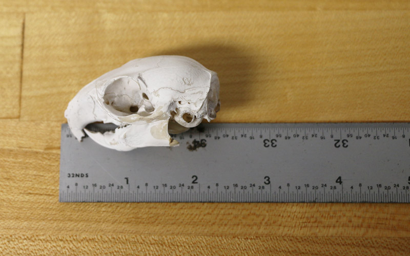 Squirrel skull